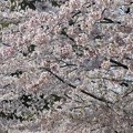 写真: 桜〜増上寺