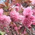 写真: 八重桜〜披露山公園