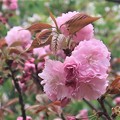 写真: 披露山の八重桜