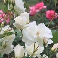 写真: 薔薇〜岡野公園