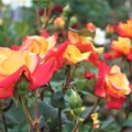 写真: 岡野公園の薔薇