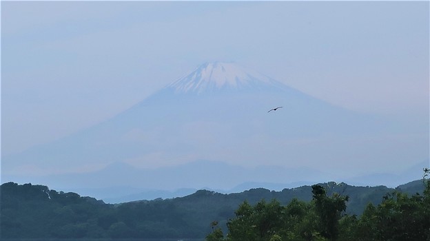写真: 霞む富士山
