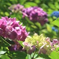 写真: 紫陽花〜葉山　森戸