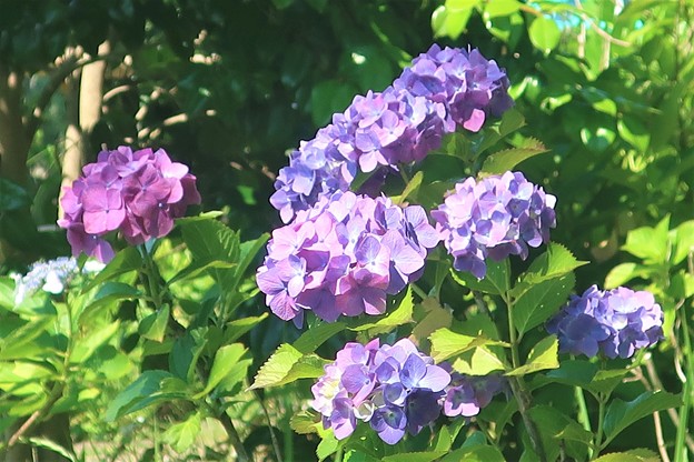 写真: 紫〜葉山あじさい公園