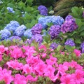 写真: 躑躅と紫陽花