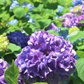 写真: 紫陽花〜水神公園