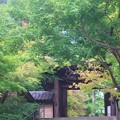 写真: 円覚寺2021夏