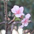 写真: 河津桜〜披露山公園