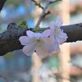 写真: 十月桜？〜東京　大崎