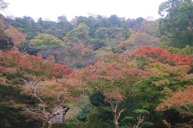 写真: 紅葉〜逗子市蘆花公園