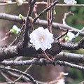 写真: 小福桜〜徳川庭園