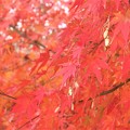 写真: 紅葉〜徳川庭園
