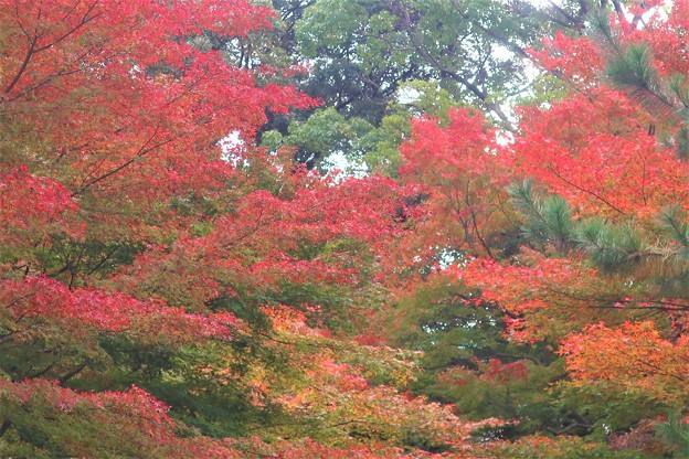写真: 紅葉〜名古屋徳川庭園
