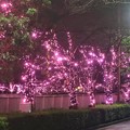 写真: 桜のイルミネーション