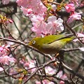 写真: 桜ジロ〜神奈川202202