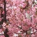 写真: 大寒桜〜芝公園202203