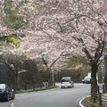写真: 桜〜逗子市イトーピア202203