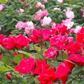 写真: 薔薇〜山下公園202205