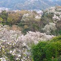 写真: 山桜〜披露山公園202303