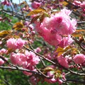 写真: 八重桜〜披露山公園202304