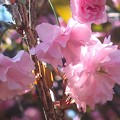 写真: 八重桜~入間市202304