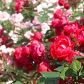 写真: 薔薇〜横須賀ベルニー公園202305