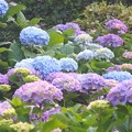 紫陽花～披露山公園202305