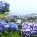 写真: 紫陽花〜葉山あじさい公園202306