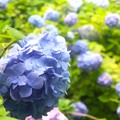 写真: 紫陽花〜明月院にて202306