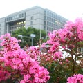 写真: 大阪市役所202306 (2)