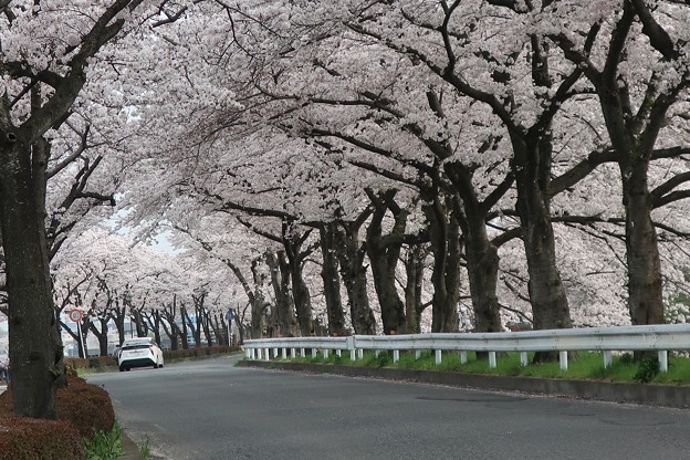 写真: 桜のトンネル・・・