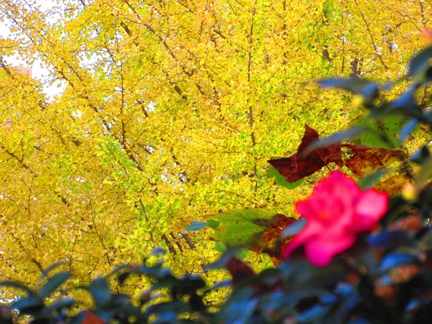 写真: 秋色ですね〜