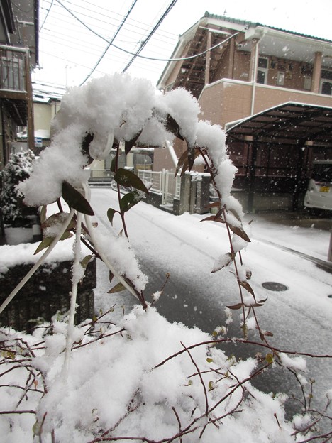 Photos: 雪の華