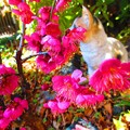 Photos: 紅梅と猫