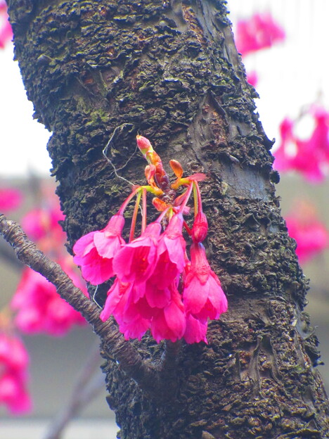 写真: かわいい寒緋桜
