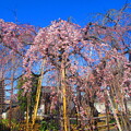 写真: 地蔵院枝垂れ桜