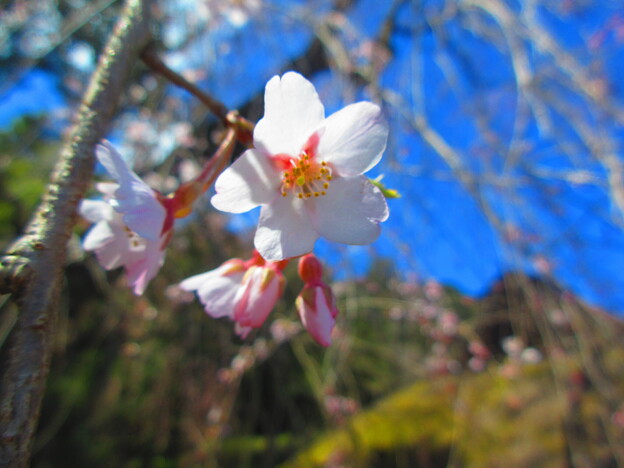 写真: わら屋根と枝垂れ桜
