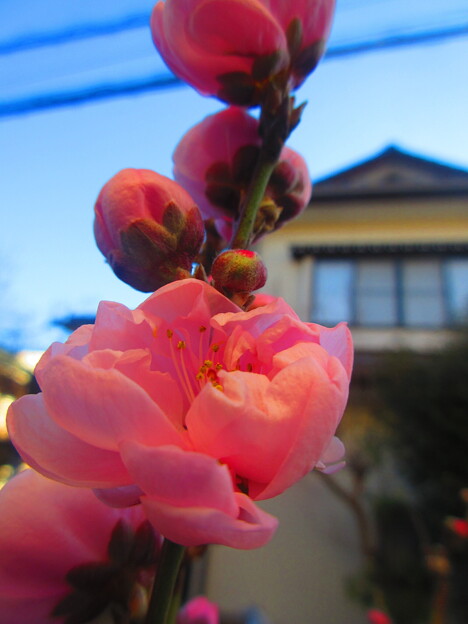 写真: 花桃が咲きだしました～
