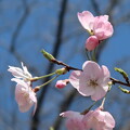 写真: 川辺の桜