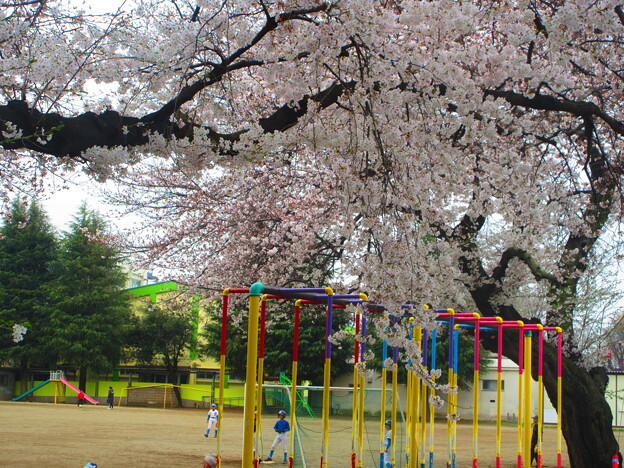 写真: 校庭の桜
