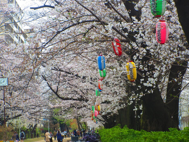 写真: 団地の桜まつり
