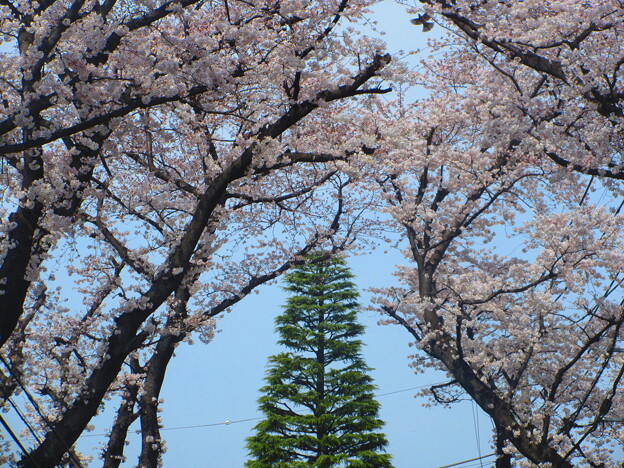 桜とツリーの木