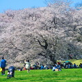写真: 満開の桜の下で・・