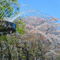 写真: 桜にシャワー