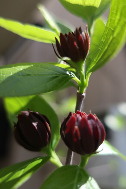 写真: 咲き出した黒ロウバイ