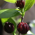 写真: 咲き出した黒ロウバイ