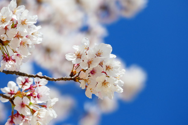 写真: 枝先の桜