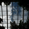 写真: 温室の天井