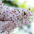 小春日和の桜