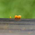 写真: 木道に生えたキノコ